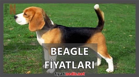 beagle fiyatları antalya